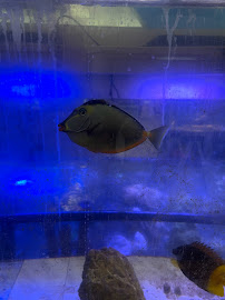 Fish Bolz - Photo 5 - Car repair in Jonesboro, GA, South Fulton