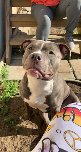 Pet Supply Store «Petco Animal Supplies», reviews and photos, 5 Sugar Hollow Rd b, Danbury, CT 06810, USA