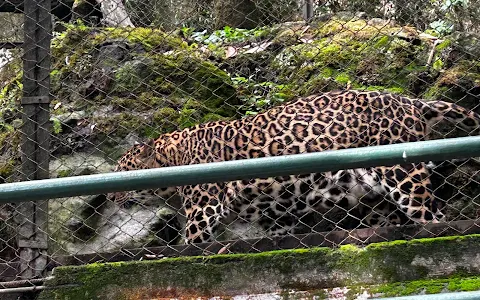 Padmaja Naidu Himalayan Zoological Park image