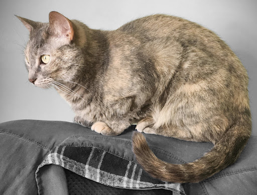 Humble Creatures Veterinary Clinic image