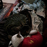 Photo n° 1 de l'avis de Bruno.o fait le 16/10/2023 à 04:25 pour CLINIQUE VETERINAIRE DE L'ARGUENON à Jugon-les-Lacs