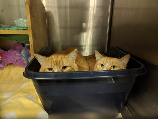 Pet Supply Store «PetSmart», reviews and photos, 1236 Greenbrier Pkwy, Chesapeake, VA 23320, USA