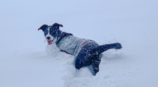 Pet Supply Store «PetSmart», reviews and photos, 1220 N Eagle Rd, Meridian, ID 83642, USA