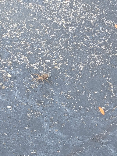 Commercial Printer «Advance Printing Co», reviews and photos, 8100 Reading Rd, Cincinnati, OH 45237, USA