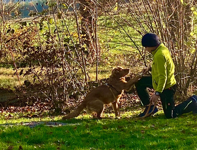 Hundeschule 6pfoten-1team.ch - Oftringen