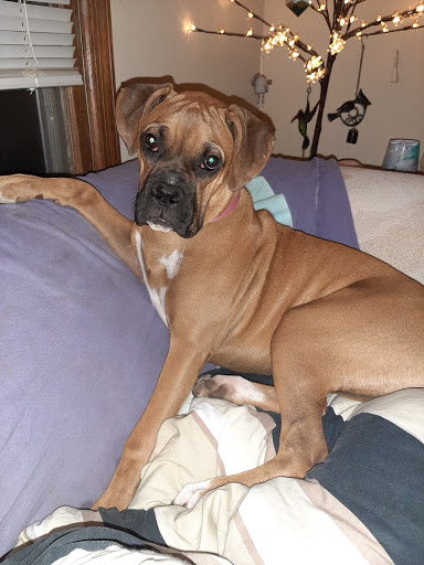 Pet Supply Store «All About Dogs & Cats LLC», reviews and photos, 1429 S Glenstone Ave, Springfield, MO 65804, USA