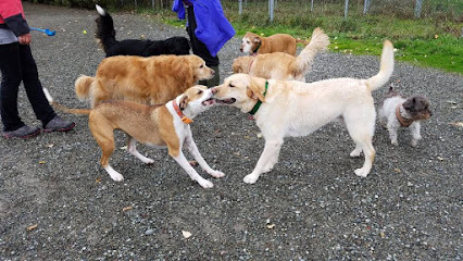 Strut The Pup | Seattle Dog Walkers & Pet Sitters