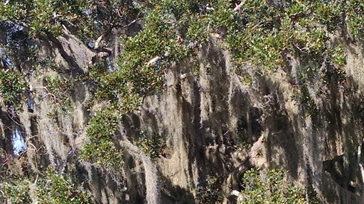 Tourist Attraction «Spirit of the Swamp Airboat Rides», reviews and photos, 2830 Neptune Rd, Kissimmee, FL 34744, USA