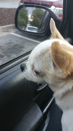 Pet Supply Store «PetSmart», reviews and photos, 1705 Mall of Georgia Blvd, Buford, GA 30519, USA