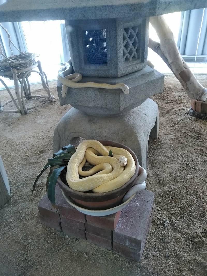 岩国白蛇保存会 山口県岩国市今津町 動物学博物館 グルコミ