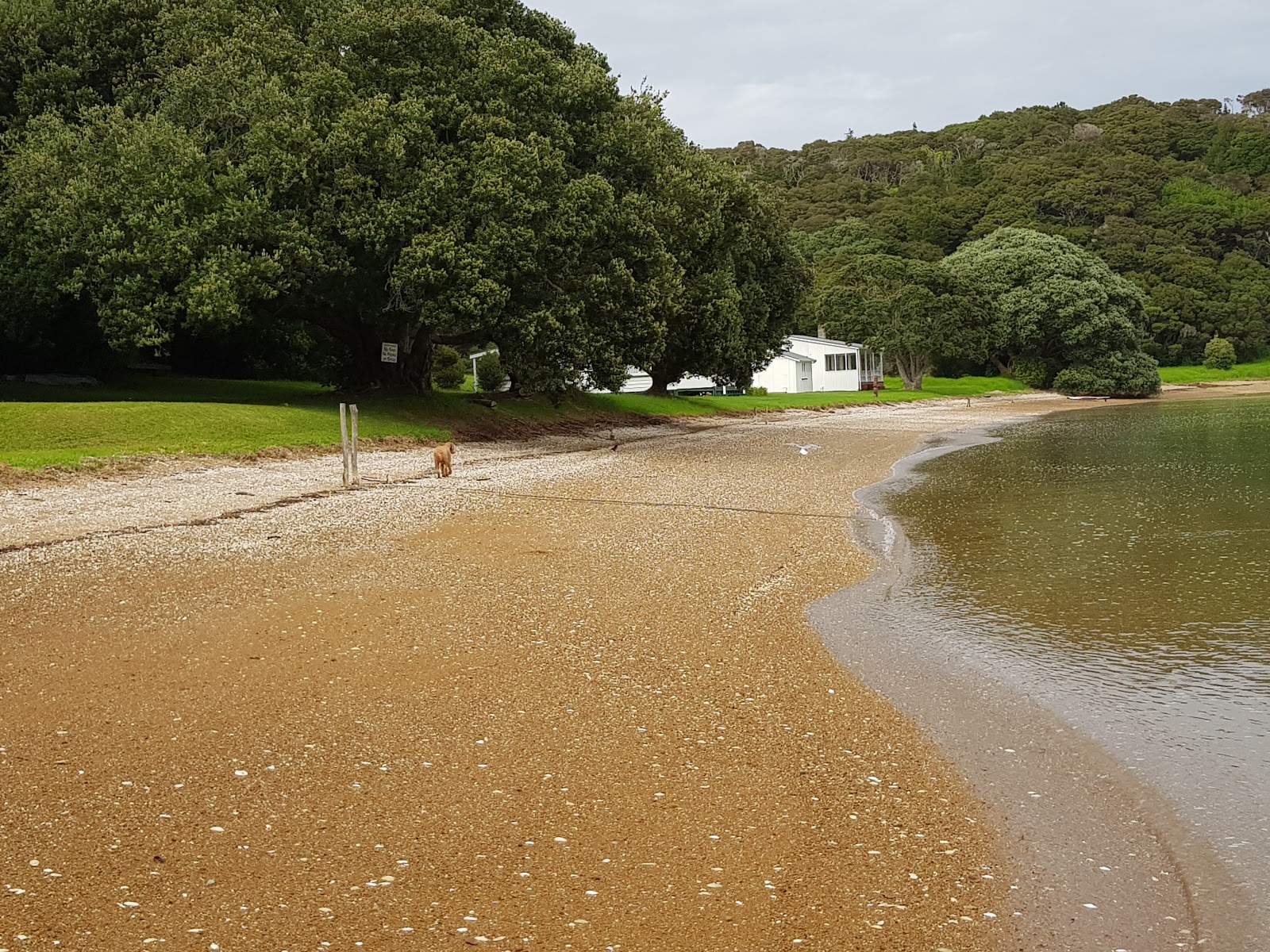 Foto af Opunge Cove Beach med turkis rent vand overflade