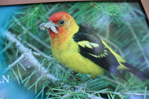 Park «Wilburton Hill Park», reviews and photos, 12400 Main St, Bellevue, WA 98005, USA