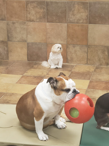 Pet Supply Store «PetSmart», reviews and photos, 6204 W Park Blvd, Plano, TX 75093, USA