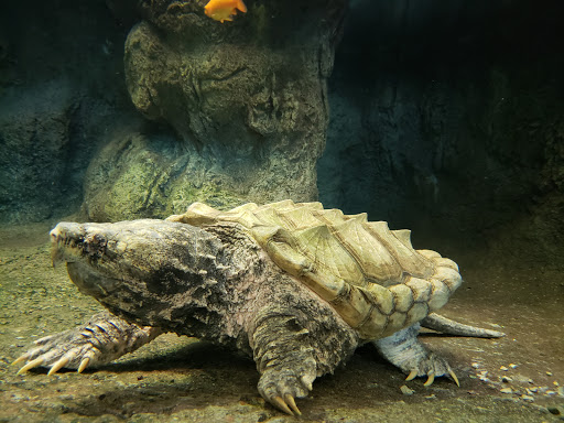 Recreation Center «Little Red Schoolhouse Nature Center», reviews and photos, 9800 Willow Springs Rd, Willow Springs, IL 60480, USA
