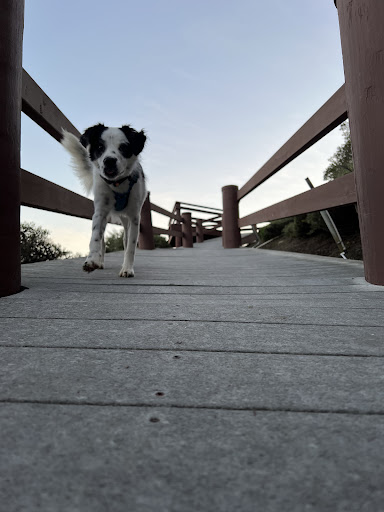 I.C.A.R.E. Dog Rescue image