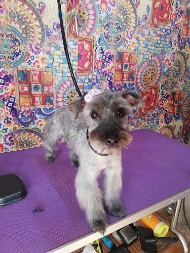 Opiniones de Barber Dog Peluqueria canina en San Ramón - Peluquería