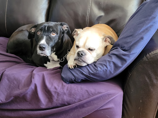 Wilson Veterinary Hospital image