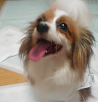 なみき動物診療所