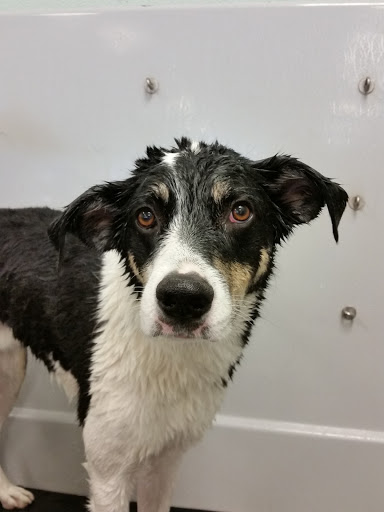 Pet Supply Store «Pet Food Gone Wild», reviews and photos, 2415 Southern Blvd SE, Rio Rancho, NM 87124, USA