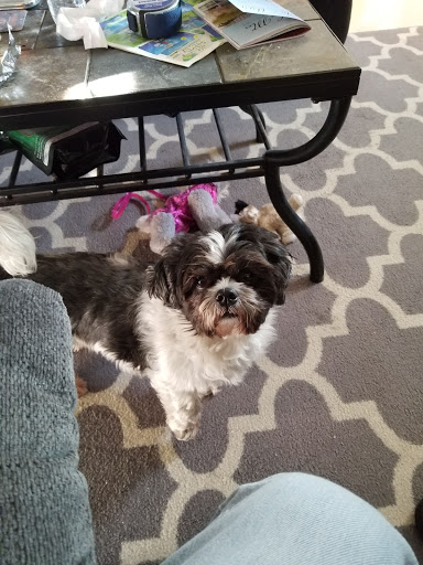 Pet Groomer «The Wagging Tail Pet Nutrition Center», reviews and photos, 337 U.S. 9, Cape May, NJ 08204, USA