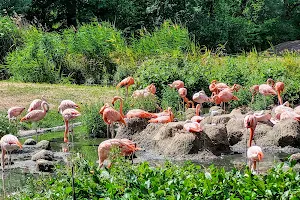 Flamingo-Gehege image