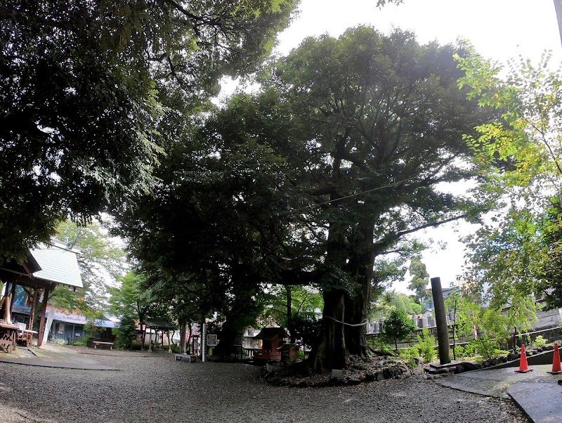 音無神社のタブの木