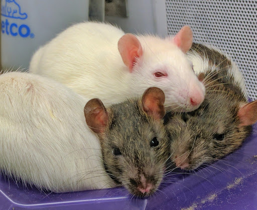 Pet Supply Store «Petco Animal Supplies», reviews and photos, 7303 Pinnacle Pkwy, Covington, LA 70433, USA