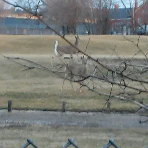 Golf Course «A.H. Blank Golf Course», reviews and photos, 808 County Line Rd, Des Moines, IA 50320, USA