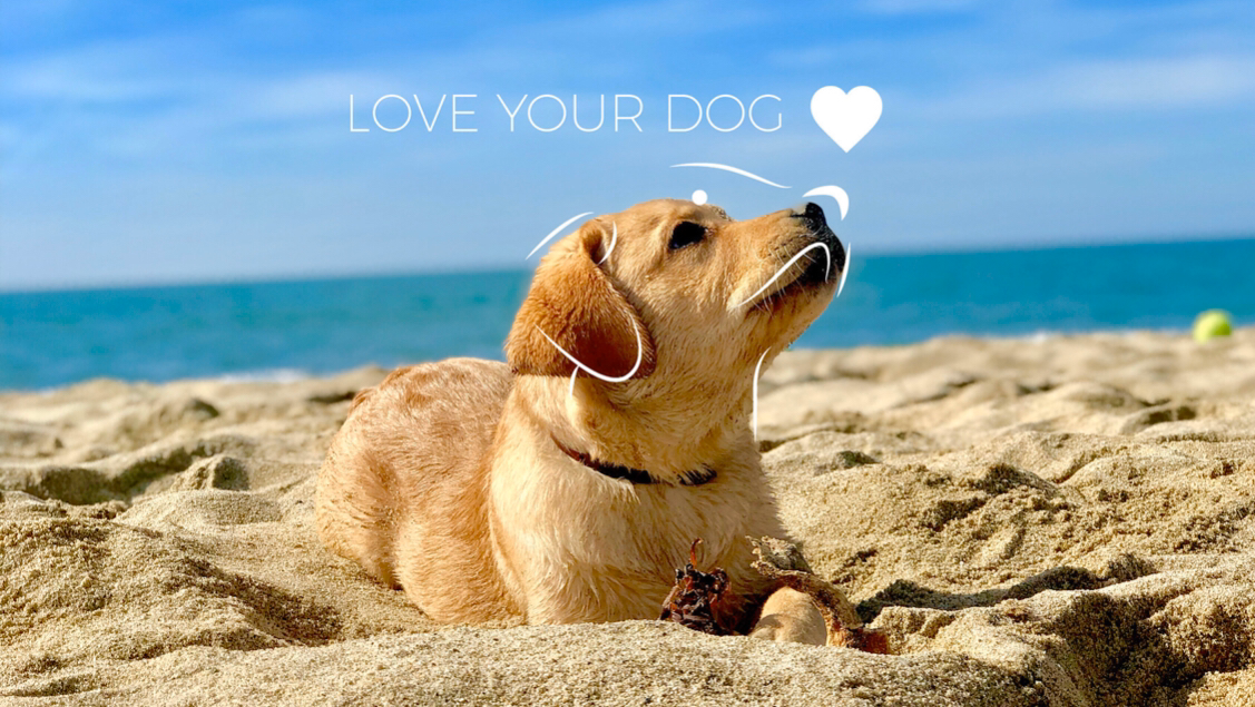 Love Your Dog