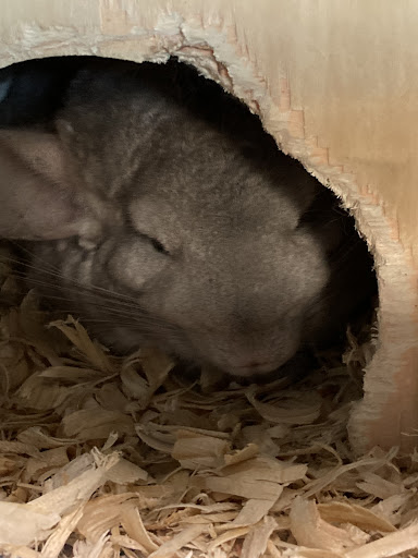 Pet Store «Pet Cove», reviews and photos, 820 E Center St, Kingsport, TN 37660, USA