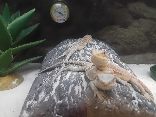 Pet Supply Store «Petco Animal Supplies», reviews and photos, 1410 N Loop 336 W, Conroe, TX 77304, USA