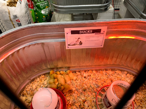 Home Improvement Store «Tractor Supply Co.», reviews and photos, 919 Spruce Haven Dr, Woodland Park, CO 80863, USA