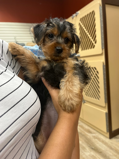 Pet Supply Store «Petland Dallas», reviews and photos, 11909 Preston Rd, Dallas, TX 75230, USA