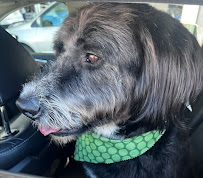 Taj Mapaw Dog Spa - Photo 7 - Car repair in Placentia, CA, Irvine