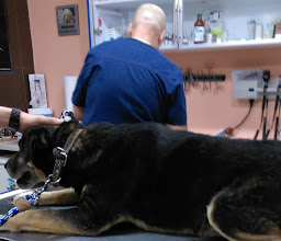 Central Hospital Veterinarian Queretaro, photo