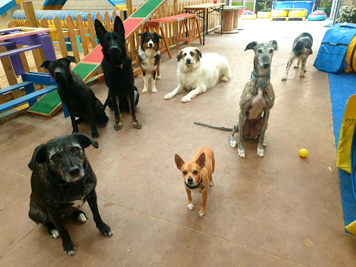 Alfa Dog Educación Canina Navarra