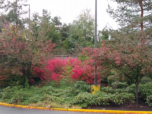 Grocery Store «Albertsons», reviews and photos, 4301 212th St SW, Mountlake Terrace, WA 98043, USA