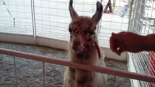 Festival «Spirit of the Suwannee Music Park», reviews and photos, 3076 95th Dr, Live Oak, FL 32060, USA