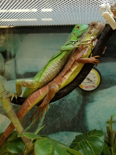 Pet Supply Store «Petco Animal Supplies», reviews and photos, 21178 E Ocotillo Rd, Queen Creek, AZ 85142, USA