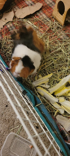 Pet Supply Store «PetSmart», reviews and photos, 24 Countryside Plaza, Countryside, IL 60525, USA