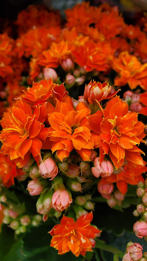 Supermarket «Met Fresh Supermarket», reviews and photos, 9606 3rd Ave, Brooklyn, NY 11209, USA