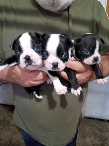 Pet Supply Store «Pet Shop», reviews and photos, 1833 S 10th St, Independence, KS 67301, USA