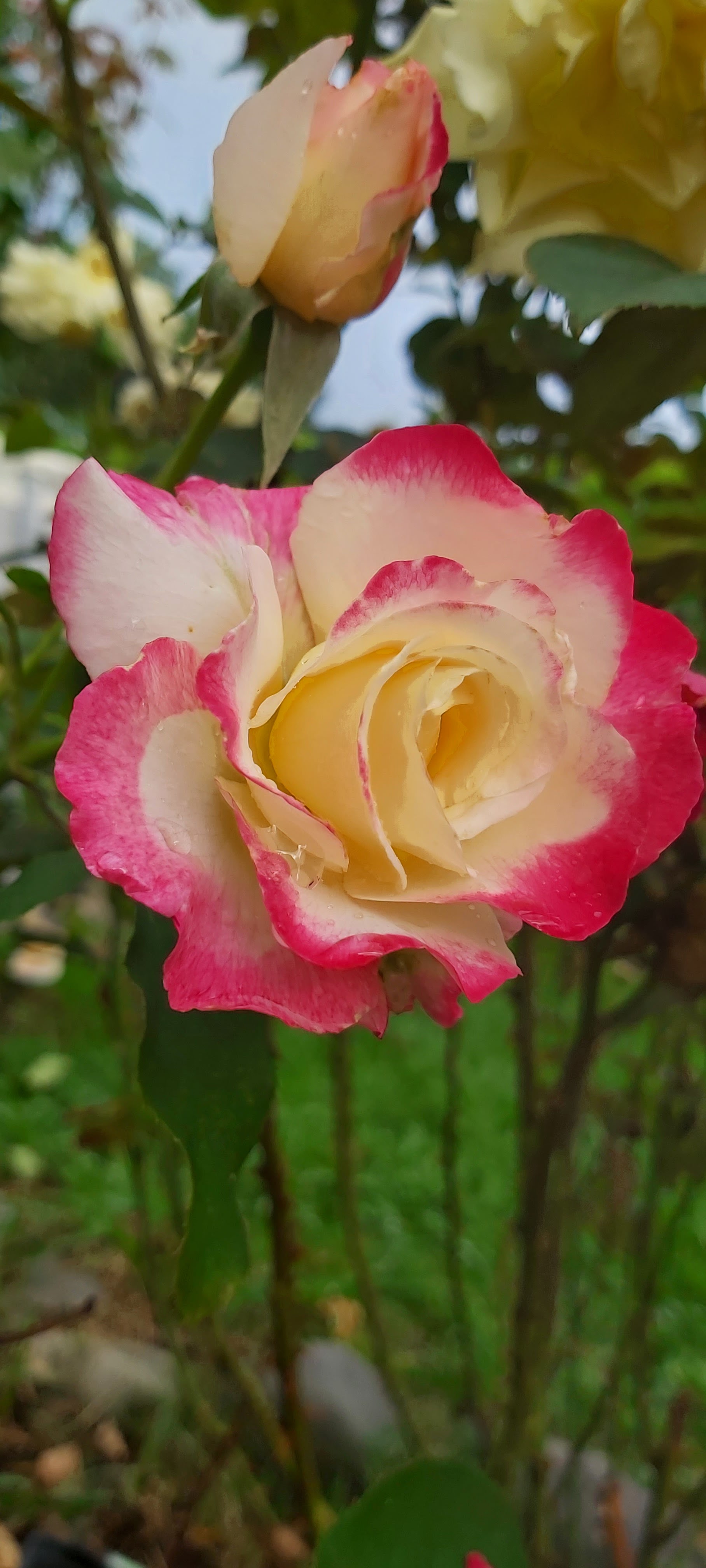 Photo n° 2 de l'avis de stephane.e fait le 26/05/2016 à 21:42