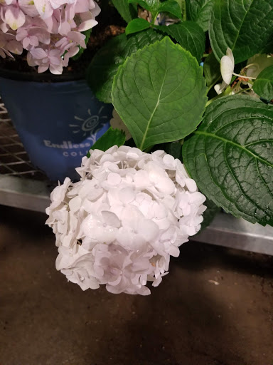 Home Improvement Store «The Home Depot», reviews and photos, 2912 S Elm-Eugene St, Greensboro, NC 27406, USA