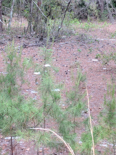 Recreation Center «Balm Park Recreation Center», reviews and photos, 14747 Balm Wimauma Rd, Wimauma, FL 33598, USA