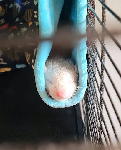 Pet Supply Store «Pet Supermarket», reviews and photos, 1040 Palm Coast Pkwy NW, Palm Coast, FL 32137, USA