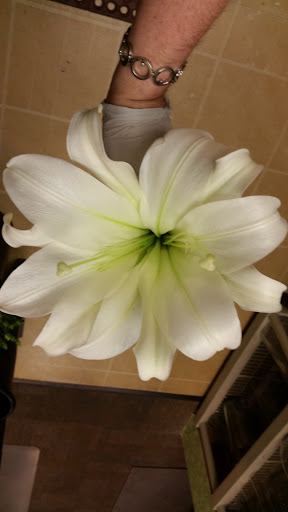 Florist «Bloomingdale Florist», reviews and photos, 827 E Bloomingdale Ave, Brandon, FL 33511, USA