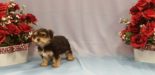 Pet Store «Puppy City», reviews and photos, 3343 Valley Pike, Winchester, VA 22602, USA