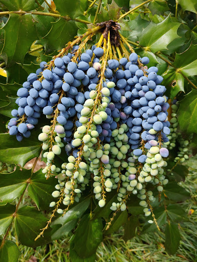 National Park «Guilford Courthouse National Military Park», reviews and photos, 2332 New Garden Rd, Greensboro, NC 27410, USA