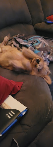 Pet Supply Store «Petco Animal Supplies», reviews and photos, 12601 Towne Center Dr, Cerritos, CA 90703, USA